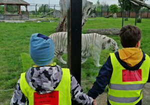 Dzieci podziwiają tygrysa białego